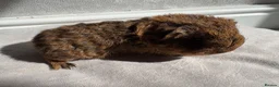 Guinea Pig rodents for sale: Male and Female Guinea Pigs for sale - Advert 6