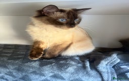 Ragdoll cats for sale: Beautiful Ragdoll X Kittens For Sale 🐾  - Image 23