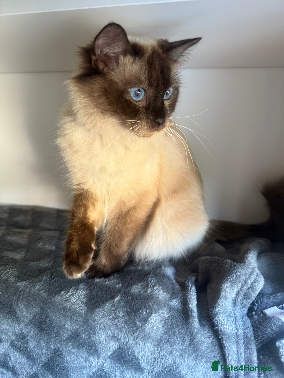 Ragdoll cats for sale: Beautiful Ragdoll X Kittens For Sale 🐾  - Image 23