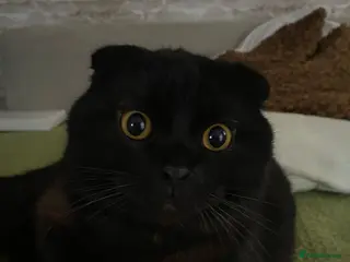 Scottish Fold cats Male Scottish fold - Advert 1