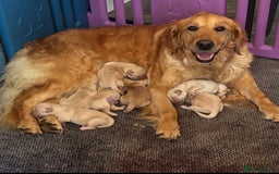 Golden Retriever dogs for sale: Stunning KC reg Golden Retriever Puppies for sale - Image 5
