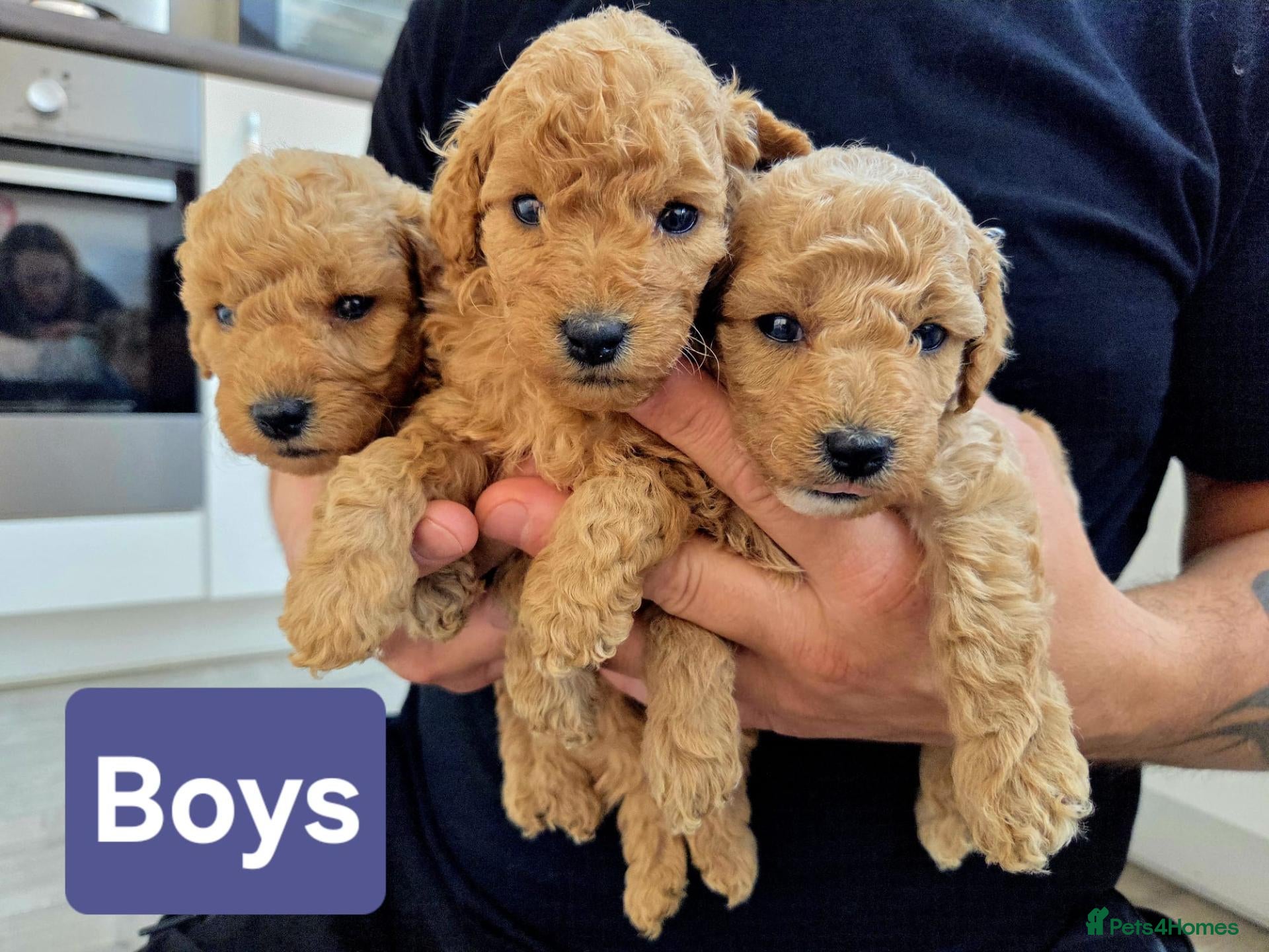 Miniature Poodle dogs Miniature Poodles RED DNA tested Manchester - Advert 1