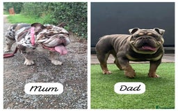 English Bulldog dogs for sale: Beautiful English Bull Dogs KC reg - Image 5
