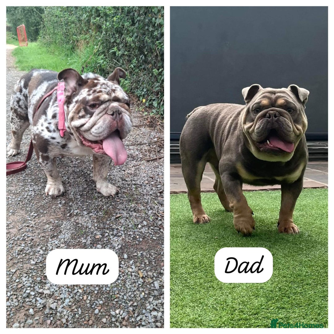 English Bulldog dogs for sale: Beautiful English Bull Dogs KC reg - Image 5