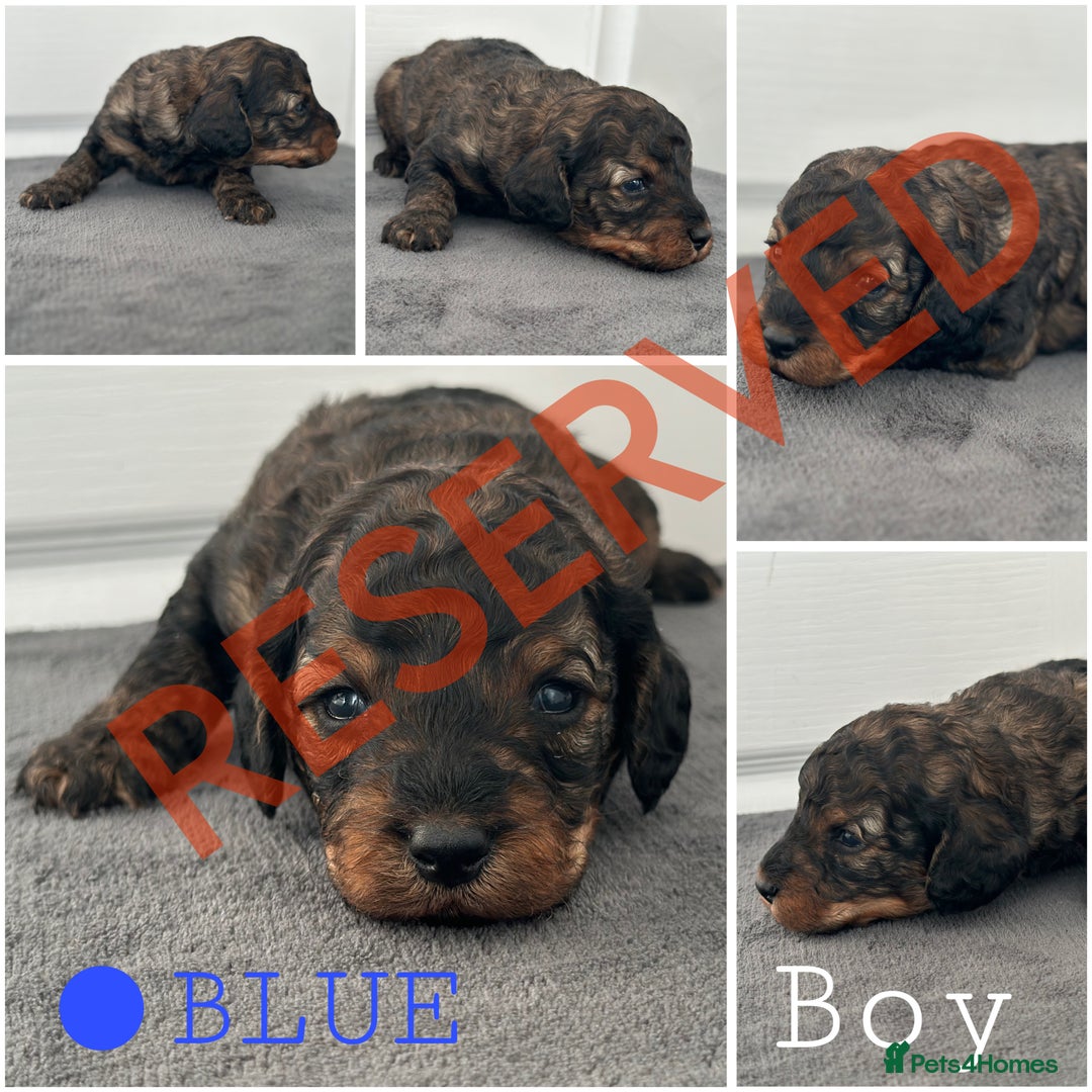 Mixed Breed dogs for sale: Cavapoo x Cockapoo puppies  - Advert 8
