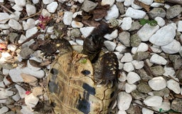 Hermann Tortoise reptiles for sale: Testudo hermanni - Image 4
