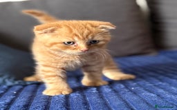 Scottish Fold cats for sale: Gorgeous ginger and creamy Scottish folds/straight - Image 3