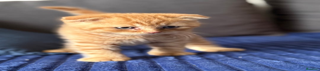 Ginger fold boy