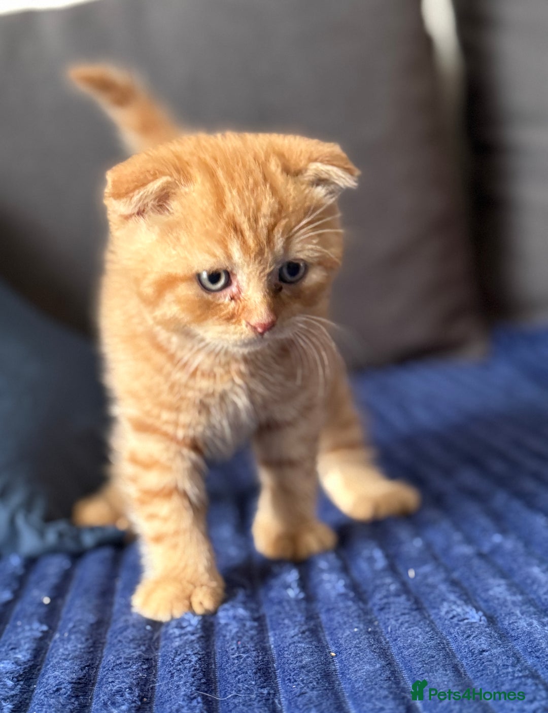 Scottish Fold cats for sale: Gorgeous ginger and creamy Scottish folds/straight - Image 3