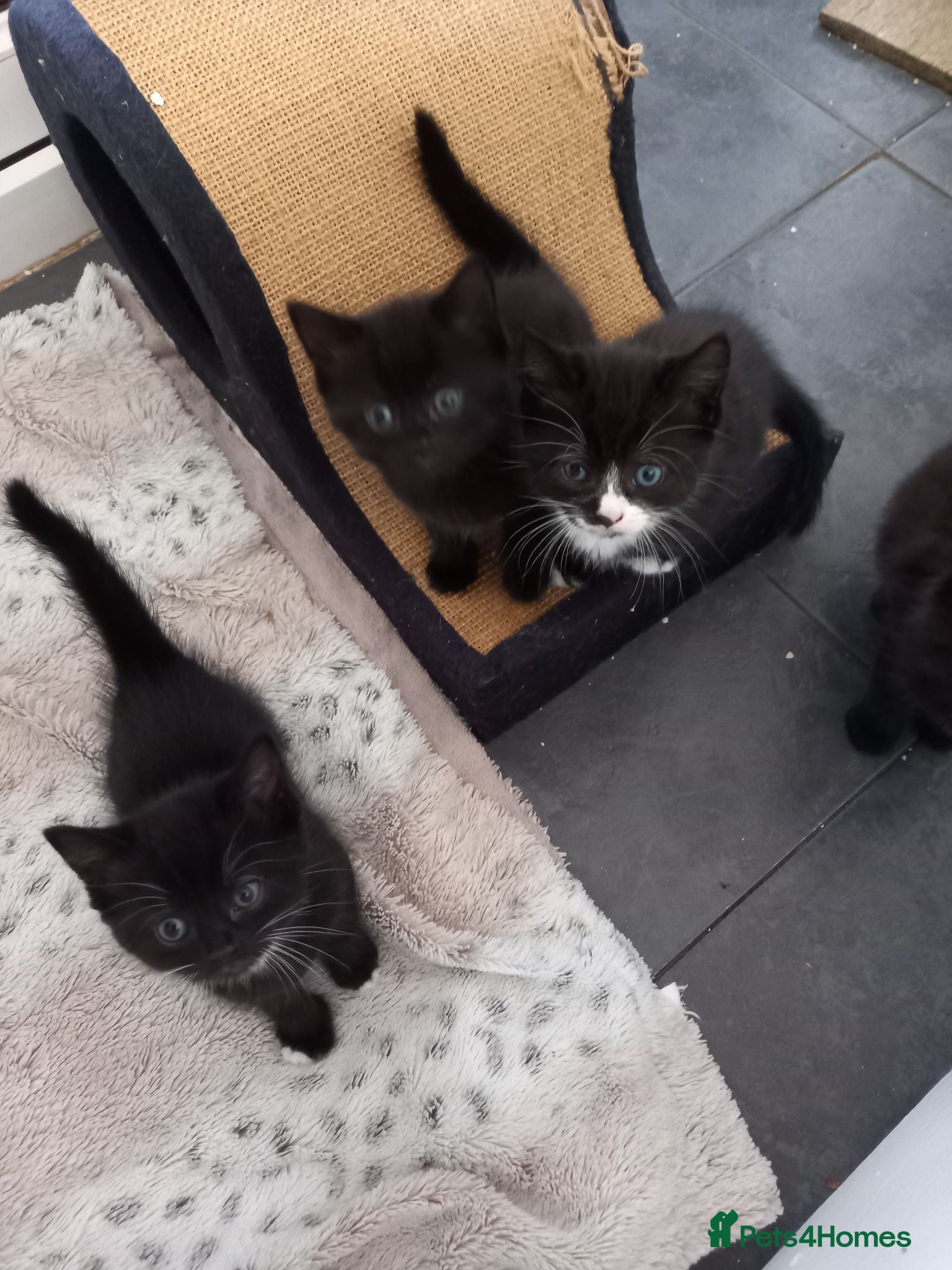 Mixed Breed cats Kittens - Advert 1