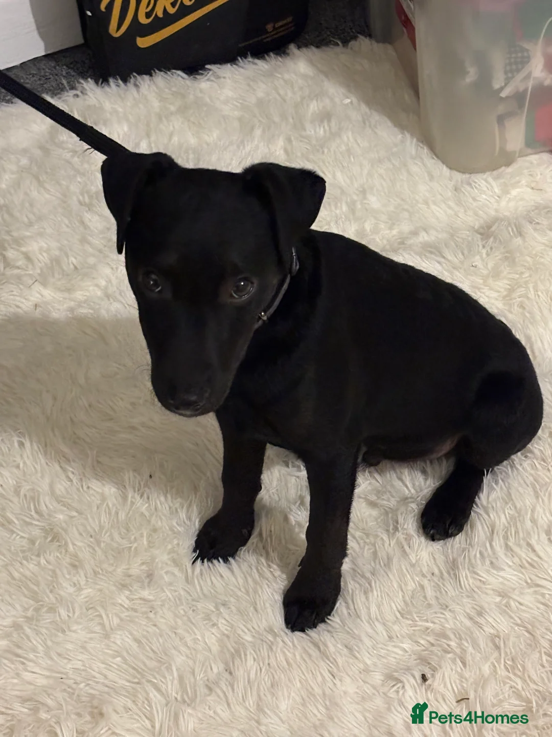 Patterdale Terrier dogs for sale: Patterdale cross pup  - Advert 1