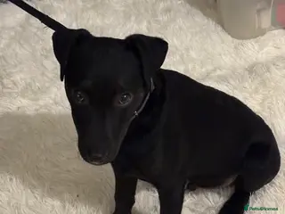 Patterdale Terrier dogs Patterdale cross pup - Advert 1