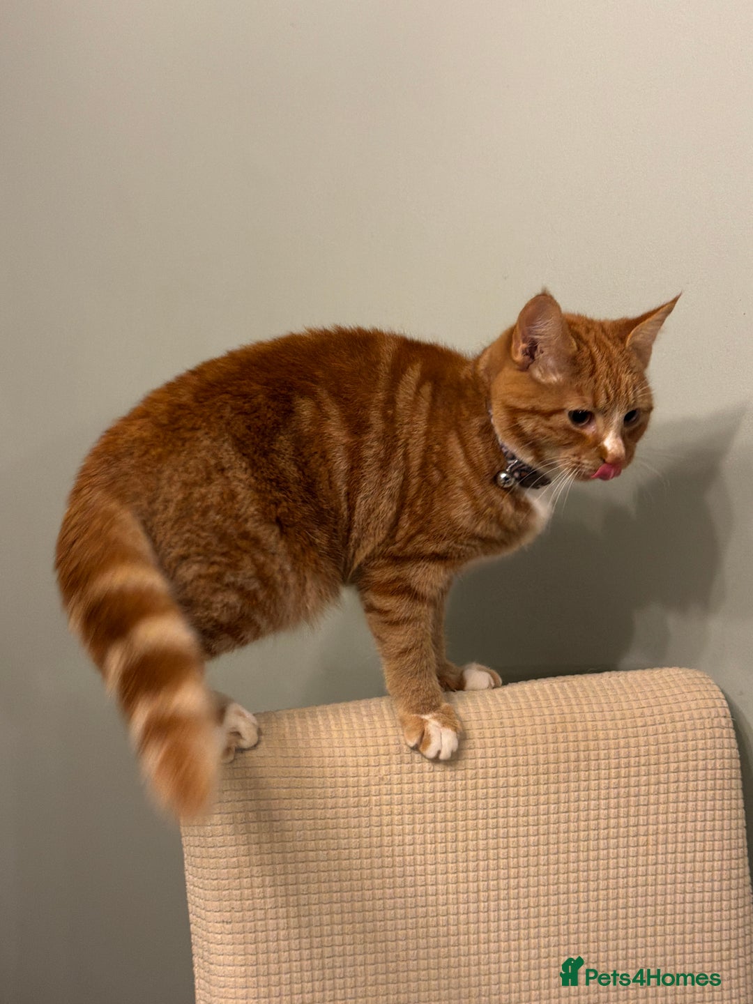 Domestic Shorthair cats for sale: Female ginger domestic short hair - Advert 1