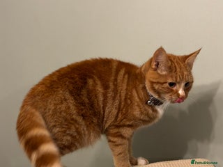 Domestic Shorthair cats Female ginger domestic short hair - Advert 1