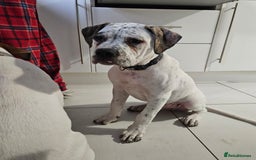 Mixed Breed dogs for sale: ADORABLE AMERICAN BULLDOG/ DOUGE DE BORDEAUX  - Image 6