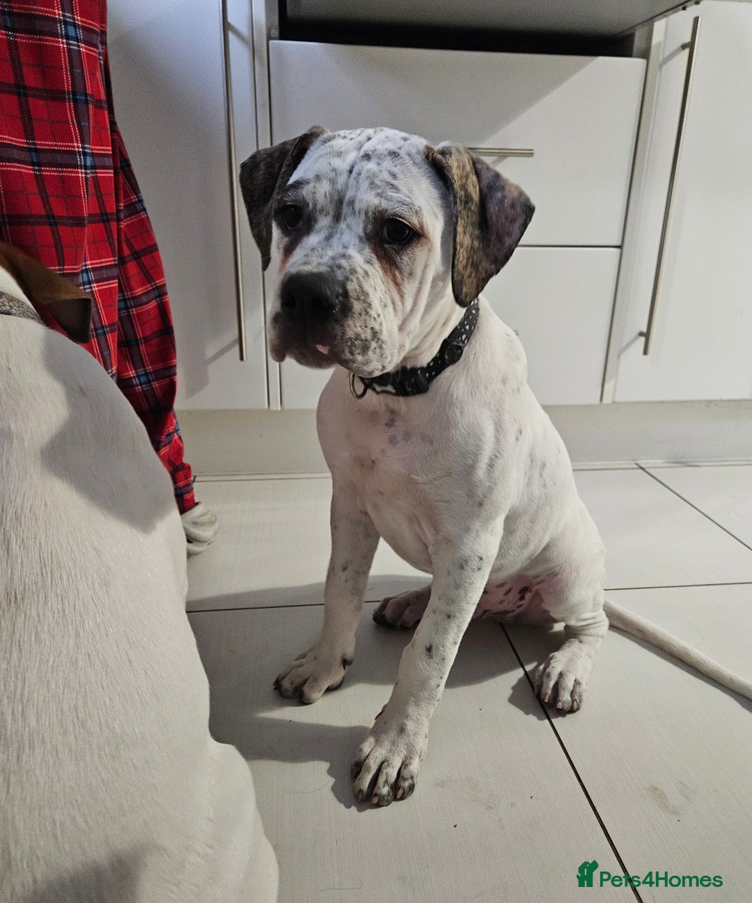 Mixed Breed dogs for sale: ADORABLE AMERICAN BULLDOG/ DOUGE DE BORDEAUX  - Image 6