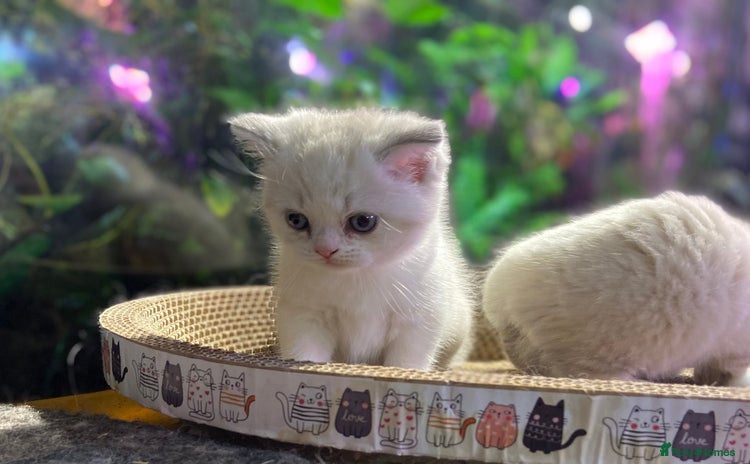 Munchkin cats - Advert 2