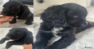 Cocker Spaniel dogs - Advert 10