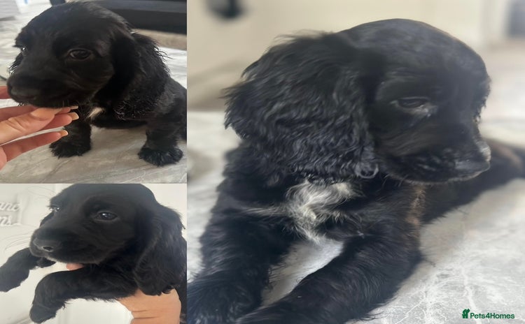 Cocker Spaniel dogs - Advert 4