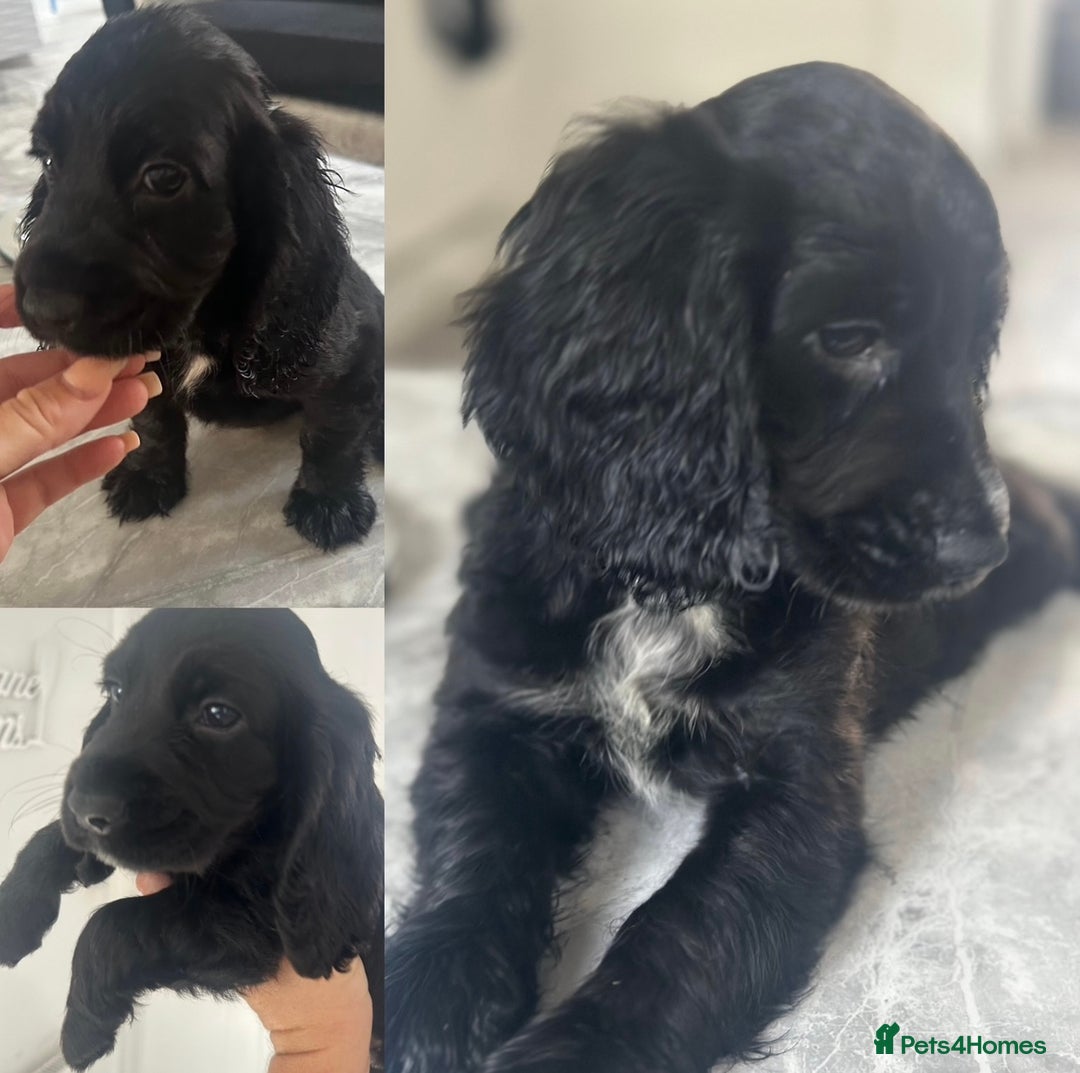 Cocker Spaniel dogs for sale: Cocker Spaniel Puppies perfect example ready now - Image 2