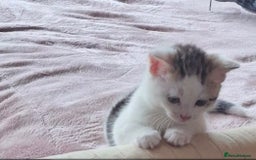 Mixed Breed cats for sale: 3 Adorable Fluffy Kittens - Image 14