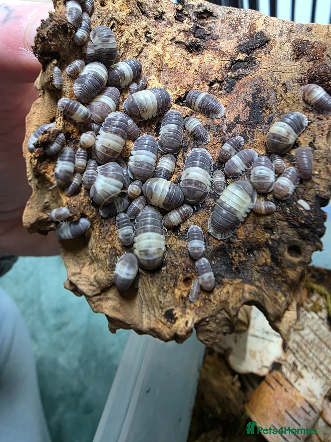 Isopods invertebrates for sale: PANDA KING ISOPODS  in Nuneaton - Advert 7