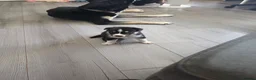 Mixed Breed dogs for sale: Staffie x Husky x Collie Puppies (4 Boys, 1 Girl) in Glasgow - Advert 30