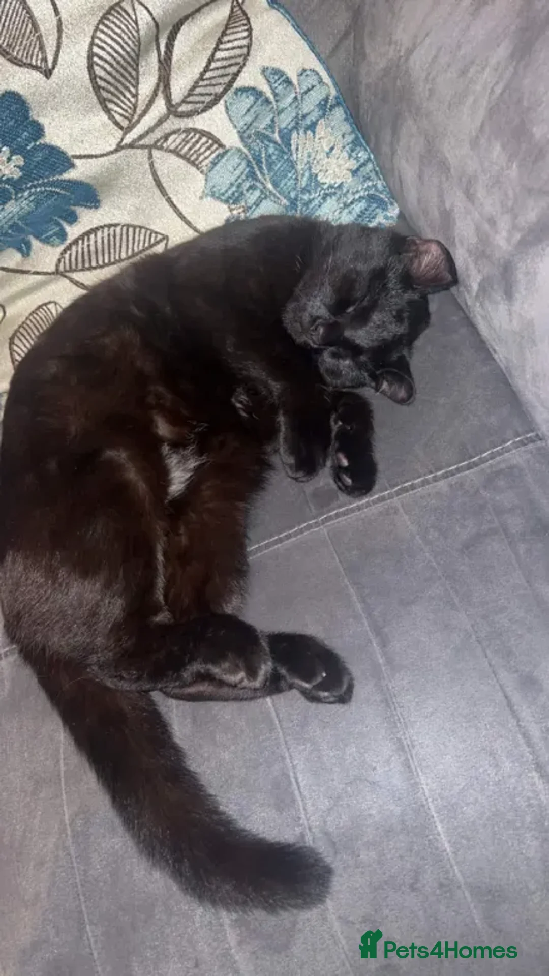 Domestic Shorthair cats for sale: Black DHS cat ready for a rehome  in Stoke-on-Trent - Advert 2