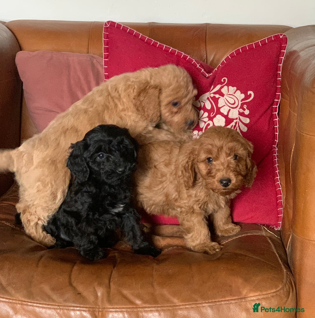 Cockapoo dogs for sale: Small Curly Cockapoo Puppies For Sale - Advert 10