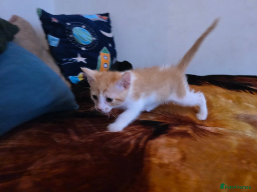 Mixed Breed cats for sale: Adorable Male Kitten – Sphynx x Devon Rex Cross - Advert 4