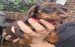 Miniature Dachshund dogs for sale: stunning KC miniature dachshunds  - Image 13