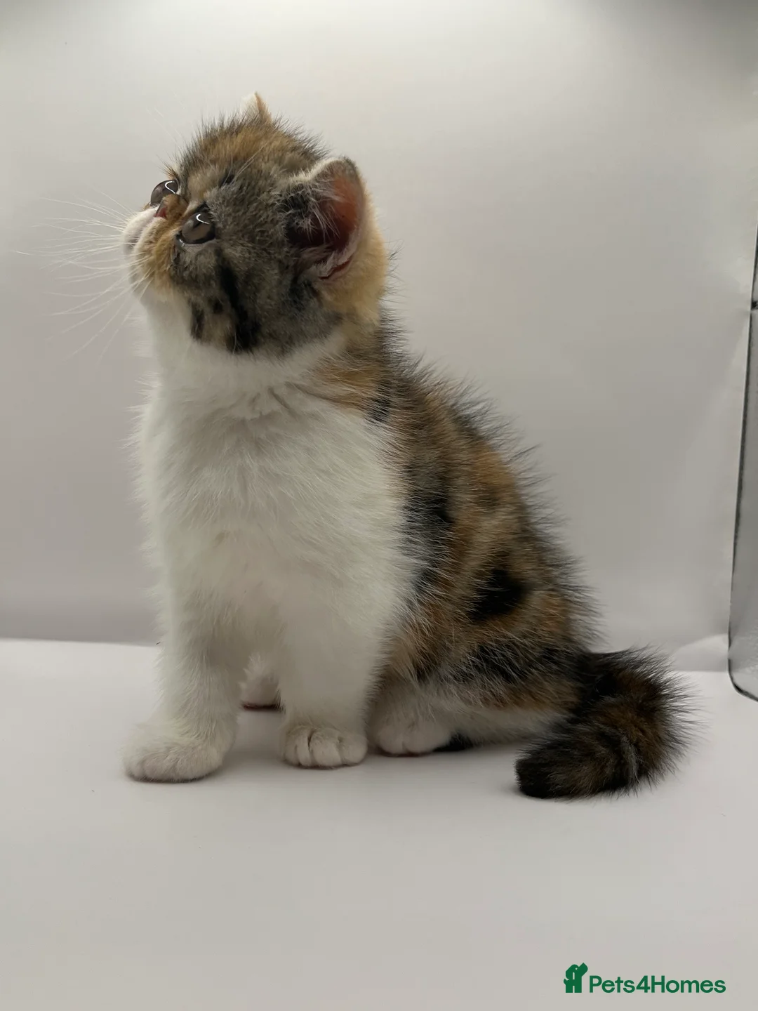 Exotic cats for sale: Exotic kittens  - Advert 5