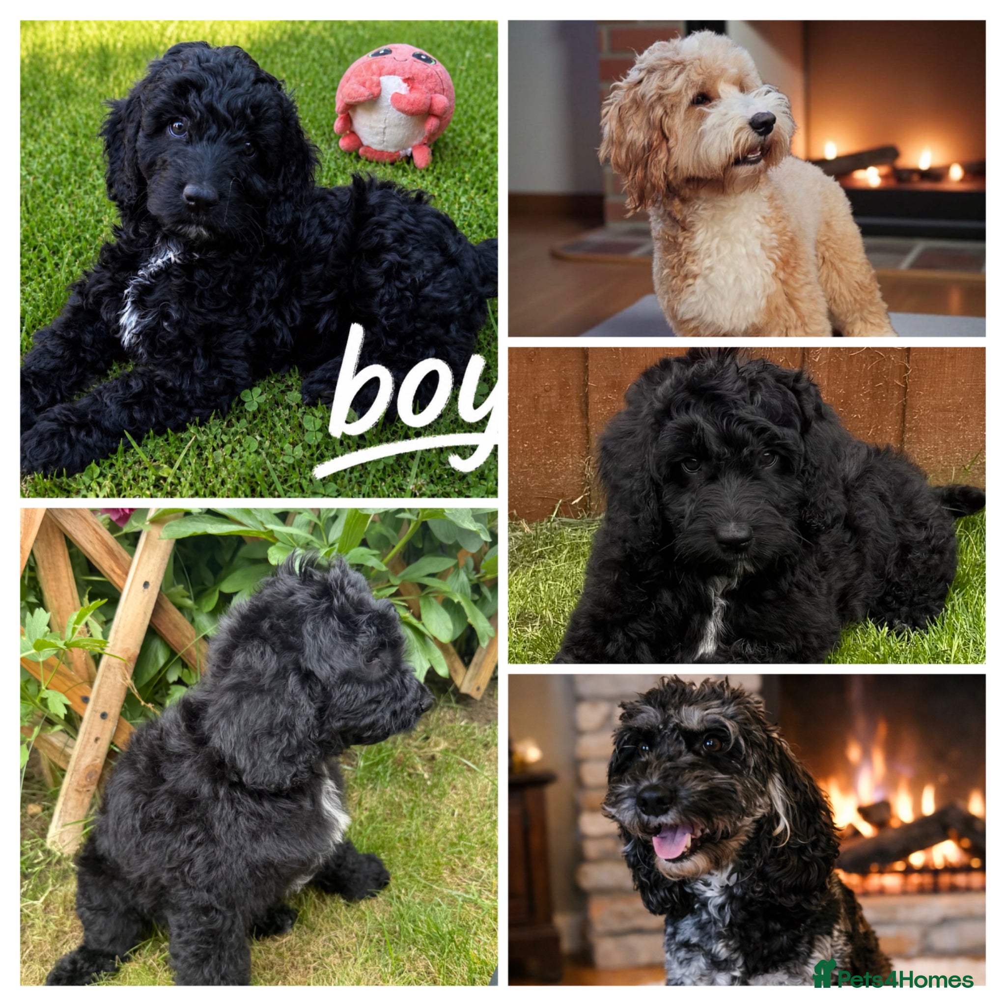 Australian Labradoodle dogs the last boy is waiting for his family - Advert 6