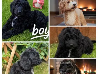 Australian Labradoodle dogs the last boy is waiting for his family - Advert 3