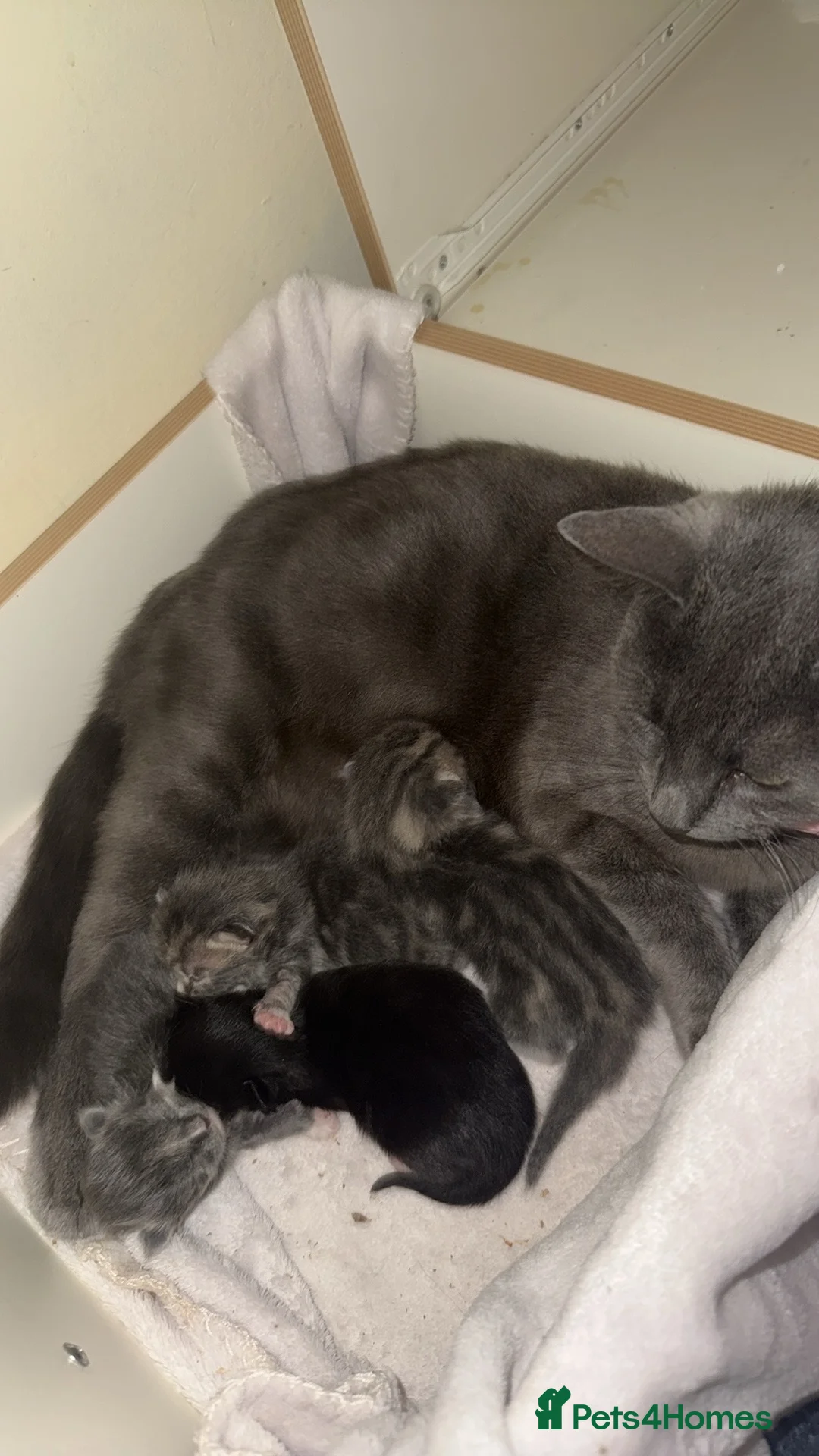 Russian Blue cats for sale: Russian blues - Advert 7