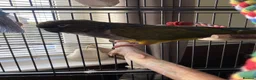 Conures birds for sale: Patagonian conure  in High Wycombe - Advert 1