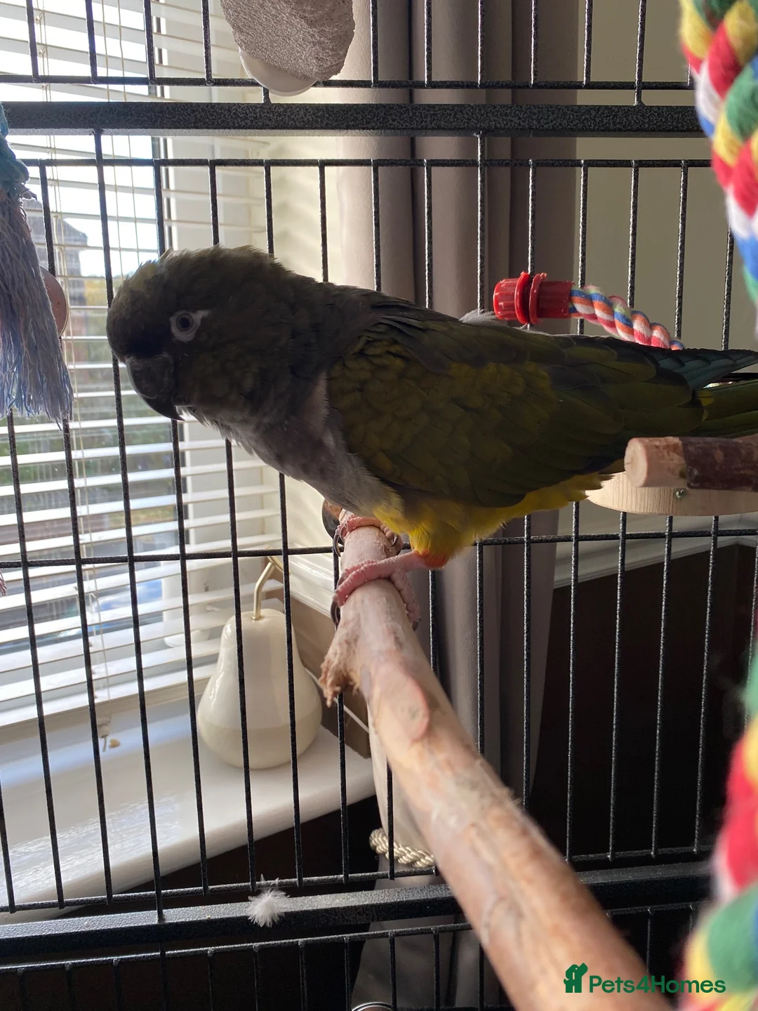 Conures birds for sale: Patagonian conure  in High Wycombe - Advert 1