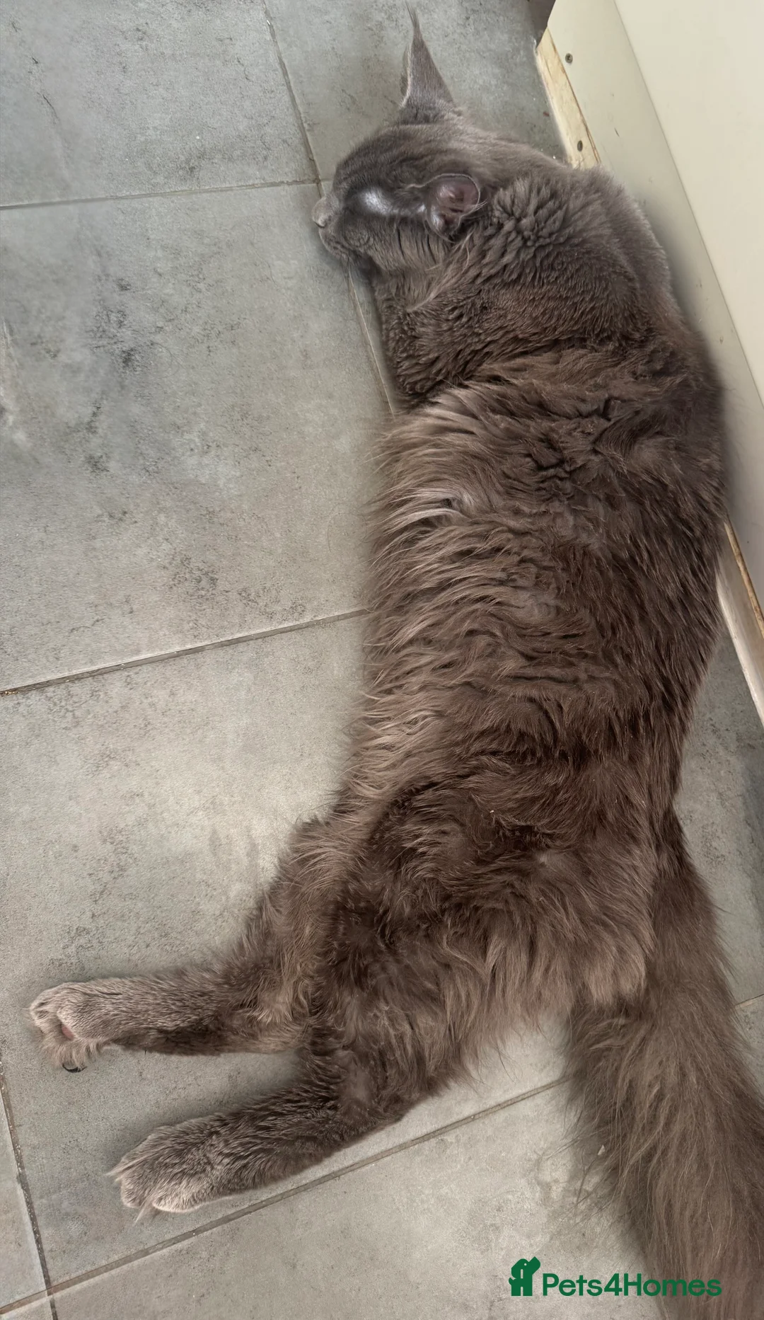 Maine Coon cats for sale: Beautiful Maine Coon Male Looking for Loving Home - Advert 5