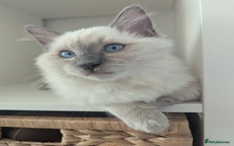 Ragdoll cats for sale: Ragdoll Kitten Seeks Loving Home💙 - Image 10