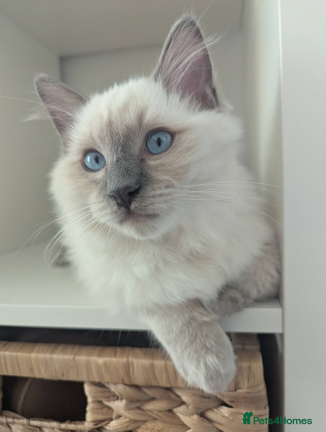 Ragdoll cats for sale: Ragdoll Kitten Seeks Loving Home💙 - Image 10