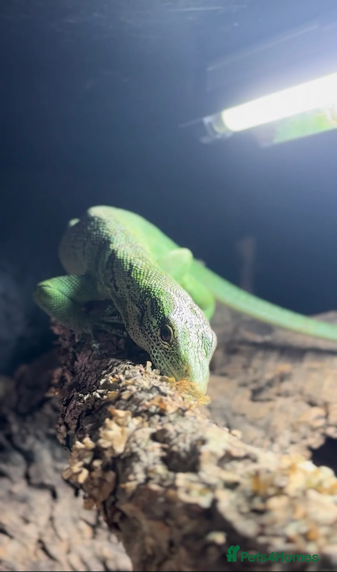 Monitor reptiles for sale: Male Green tree monitor  - Advert 3
