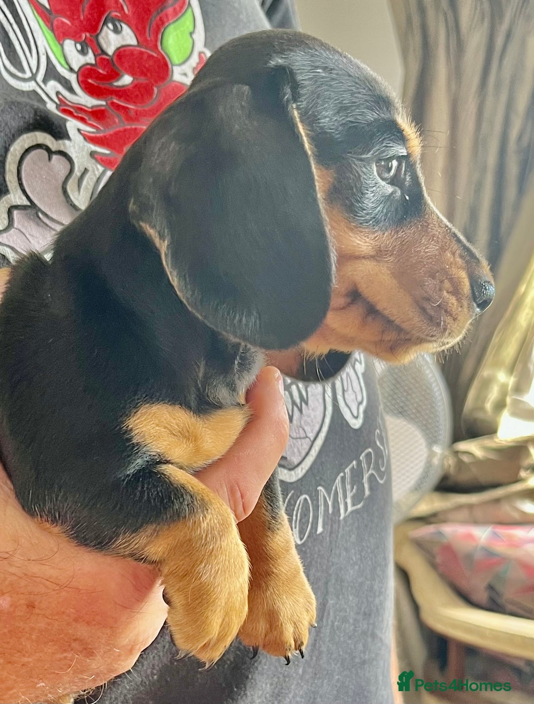 Miniature Dachshund dogs for sale: REDUCED. KC:reg Two Boys Smooth  - Image 2