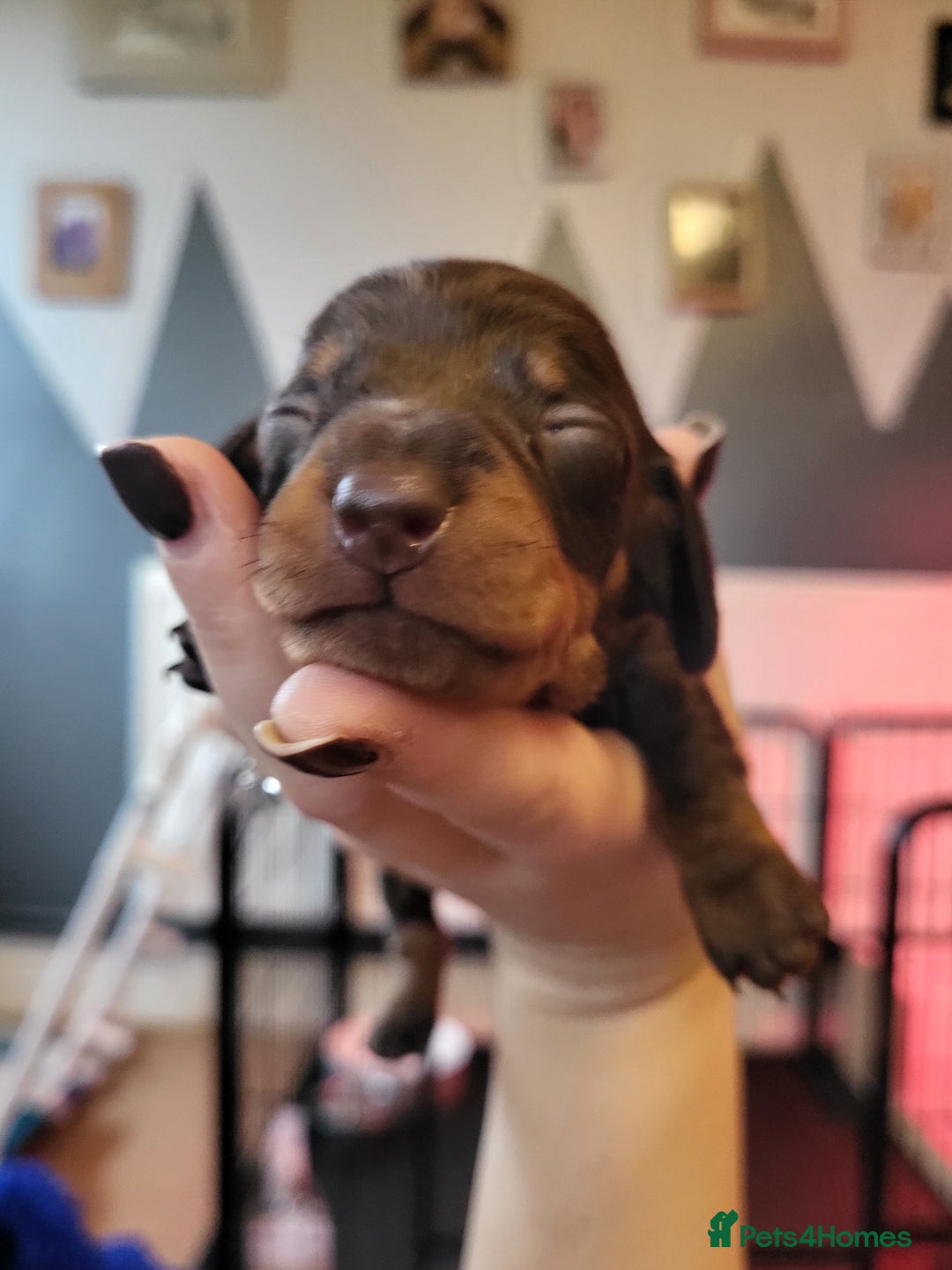 Miniature Dachshund dogs for sale: Miniature dachsund  - Image 17