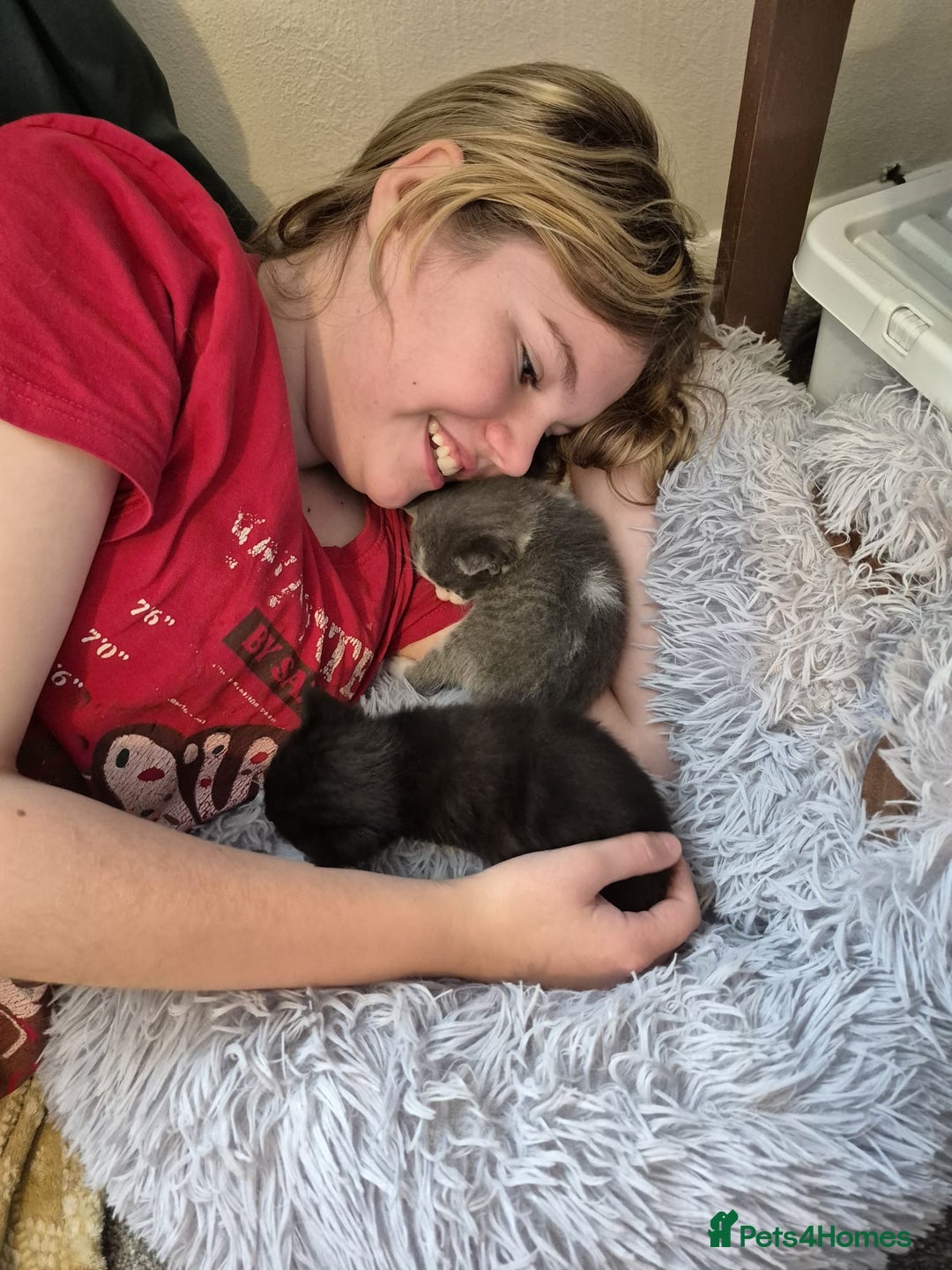 Ragdoll cats for sale: Ragdoll X Kittens  - Image 7