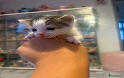 Mixed Breed cats for sale: Gorgeous kittens for sale  - Image 11