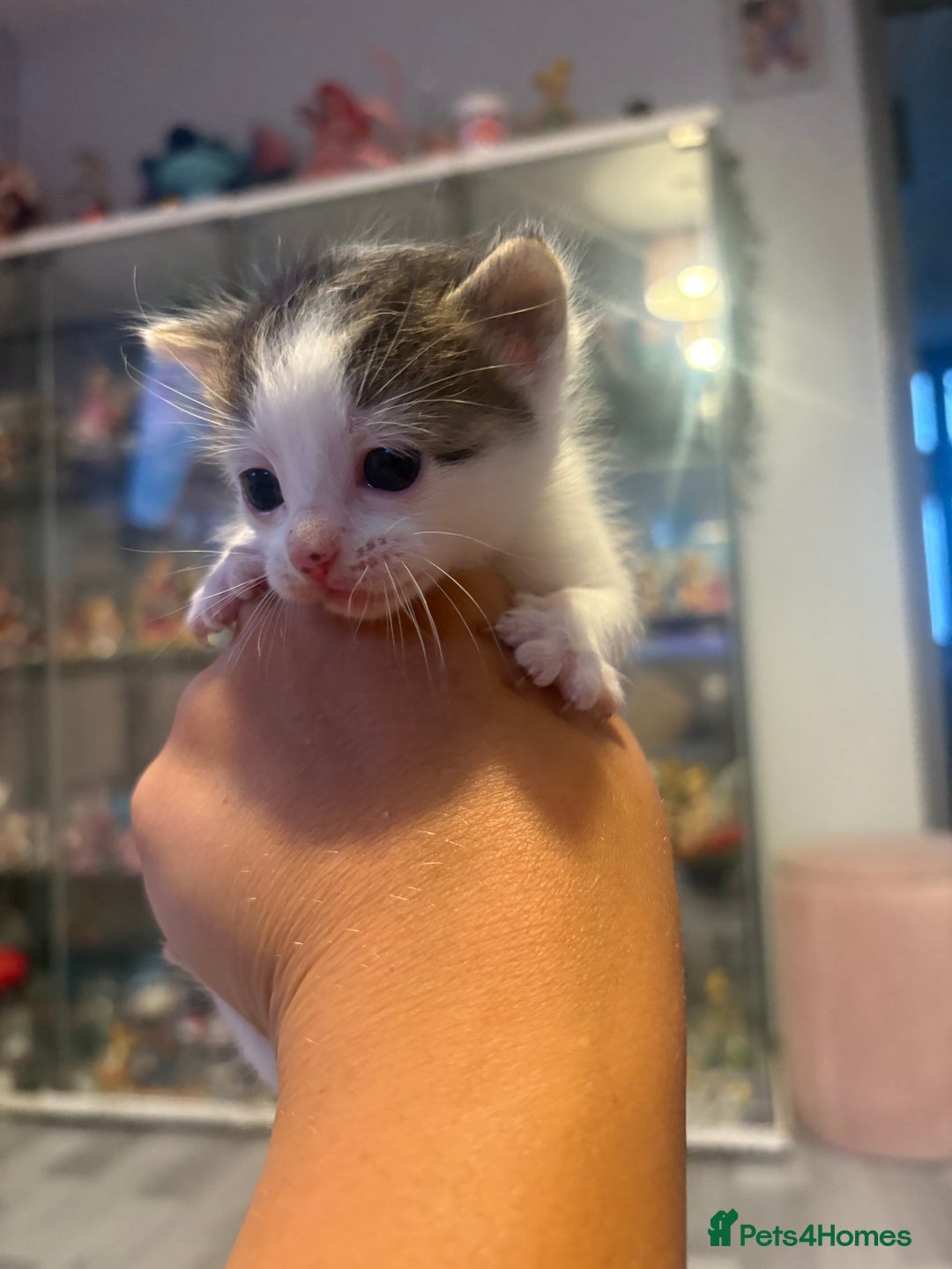 Mixed Breed cats for sale: Gorgeous kittens for sale  - Image 11