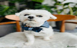 Maltese dogs for stud: Meet Miko! - Image 2