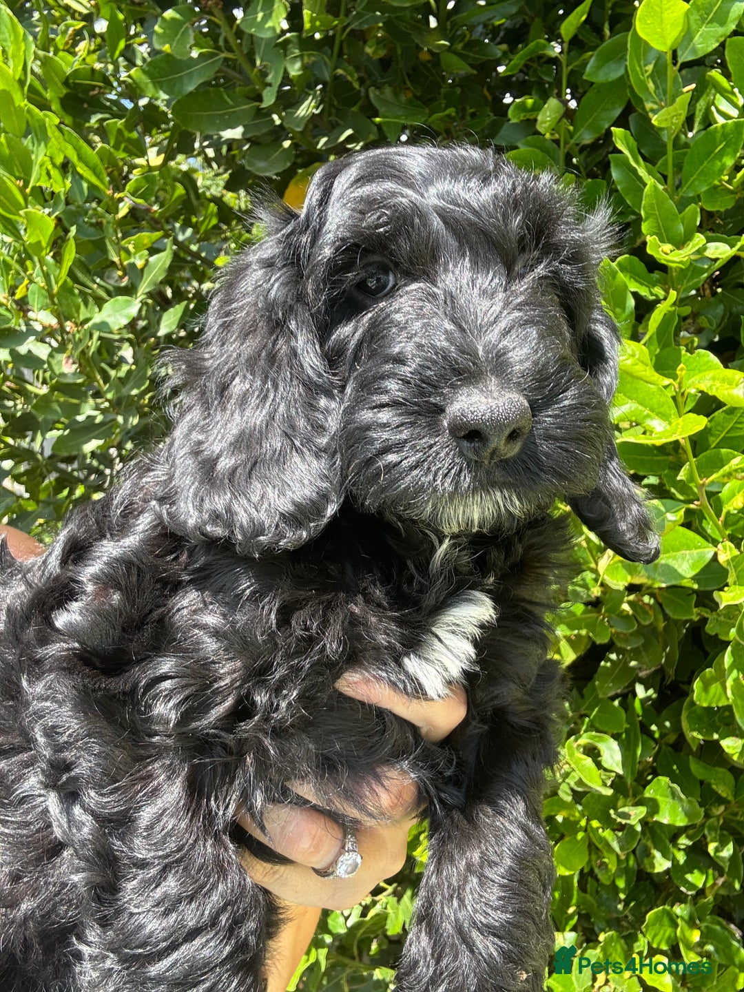 Cockapoo dogs for sale: Ready now black f1 minature show cockapoos  - Image 8