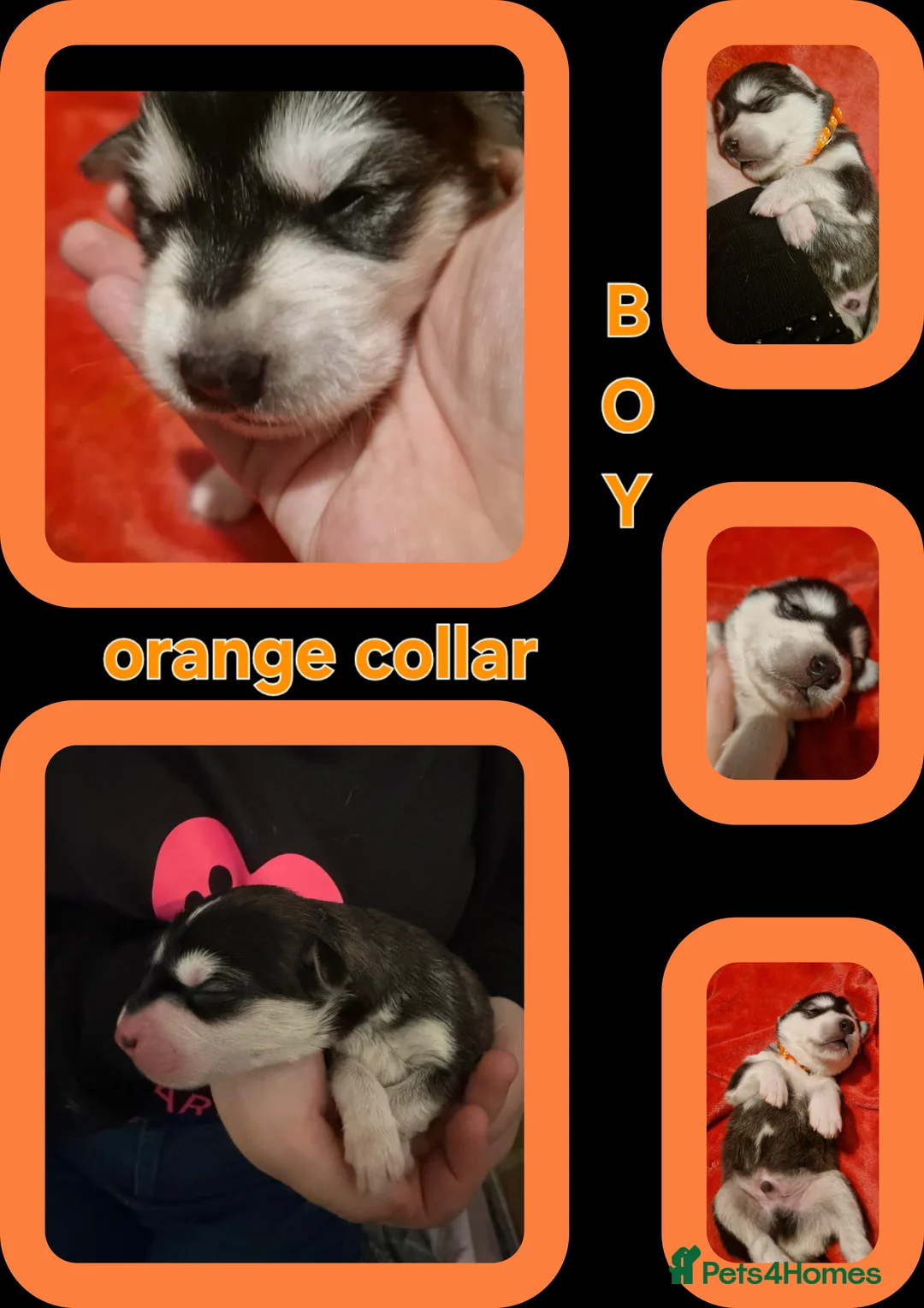 Mixed Breed dogs for sale: £1000 - Advert 2