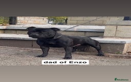 Staffordshire Bull Terrier dogs for stud: KC registered Staffordshire Bull Terrier - Image 2